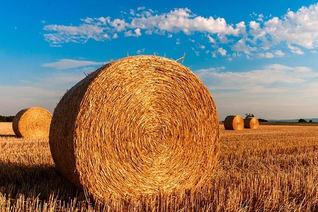 First Agri Seeds farm and research fields